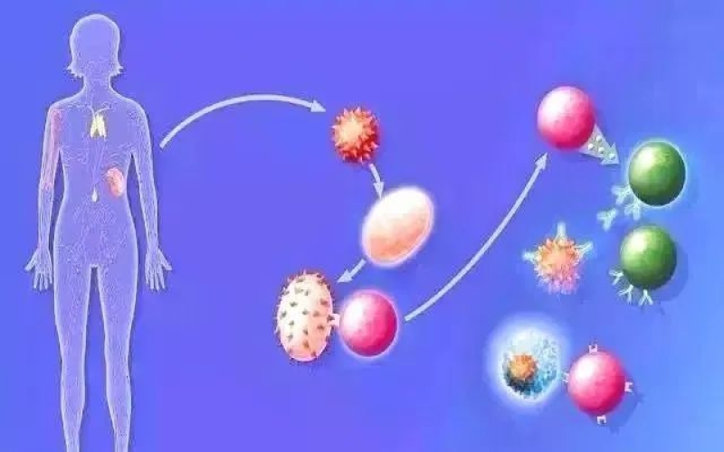 科普在线 | 间充质干细胞与免疫调节是如何“相互作用”的？